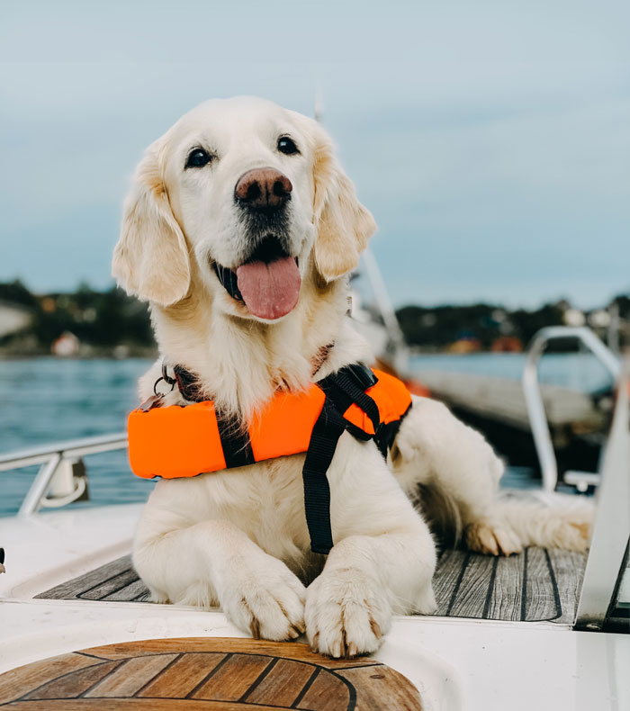 båt og hund